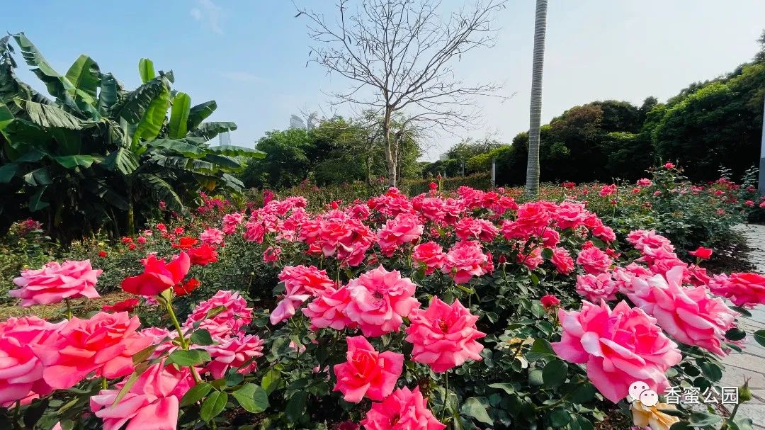 惊艳！香蜜山顶玫瑰园花开成海…