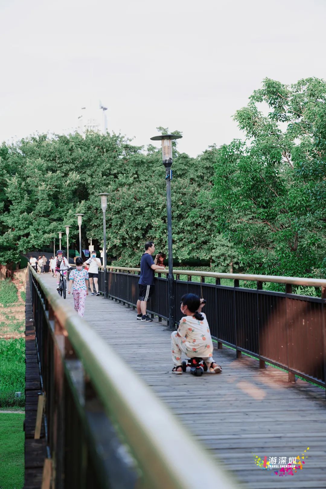 花漾之旅 | 深圳这片粉色梯田花海，藏在市中心的小森林里