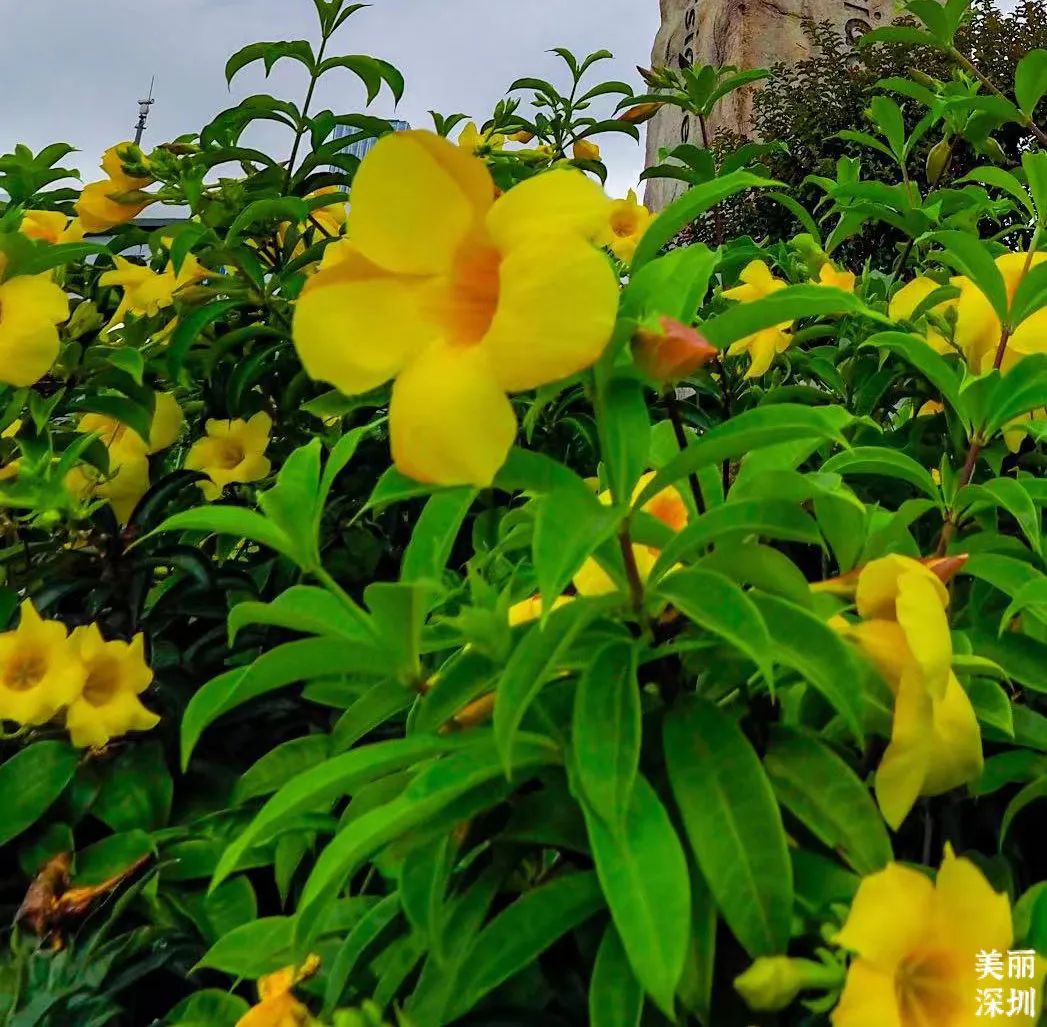 9月花历 | 愿美好如期而至，你好，九月！