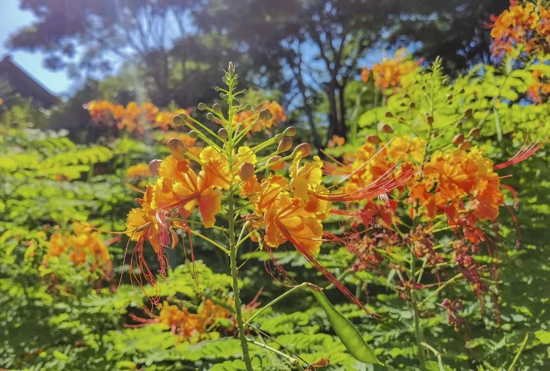 7月花历丨盛夏七月，夏花绚烂满鹏城