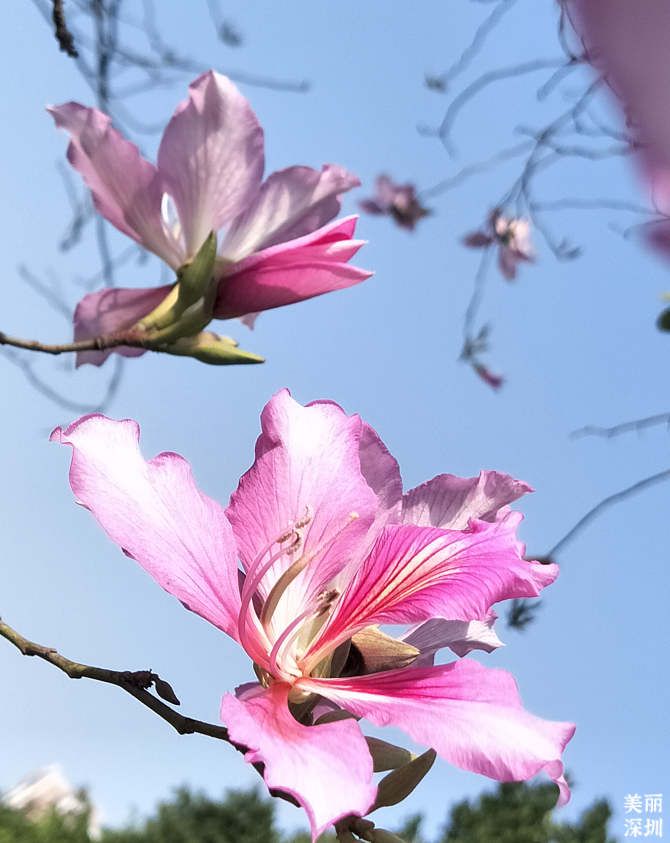 10月花历 | 金秋十月，各色秋花争奇斗艳