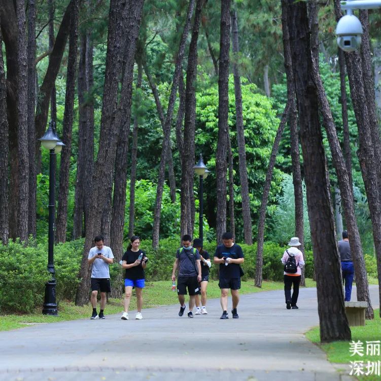 清凉一“夏”！深圳公园的避暑好去处