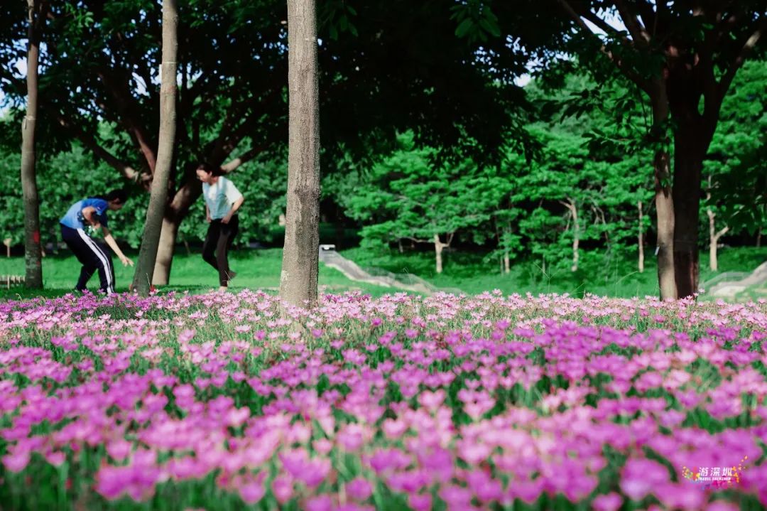 花漾之旅 | 深圳这片粉色梯田花海，藏在市中心的小森林里