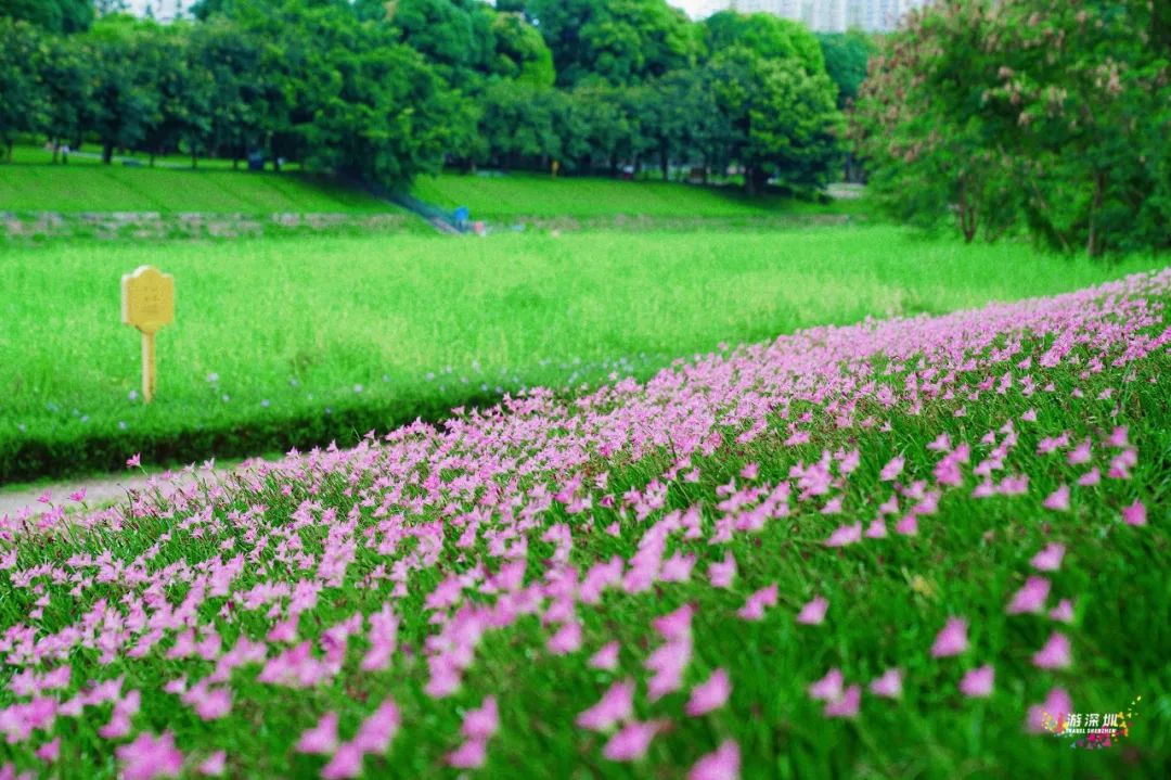 花漾之旅 | 深圳这片粉色梯田花海，藏在市中心的小森林里