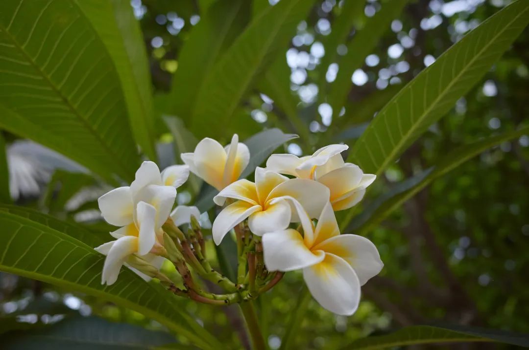 7月花历丨盛夏七月，夏花绚烂满鹏城