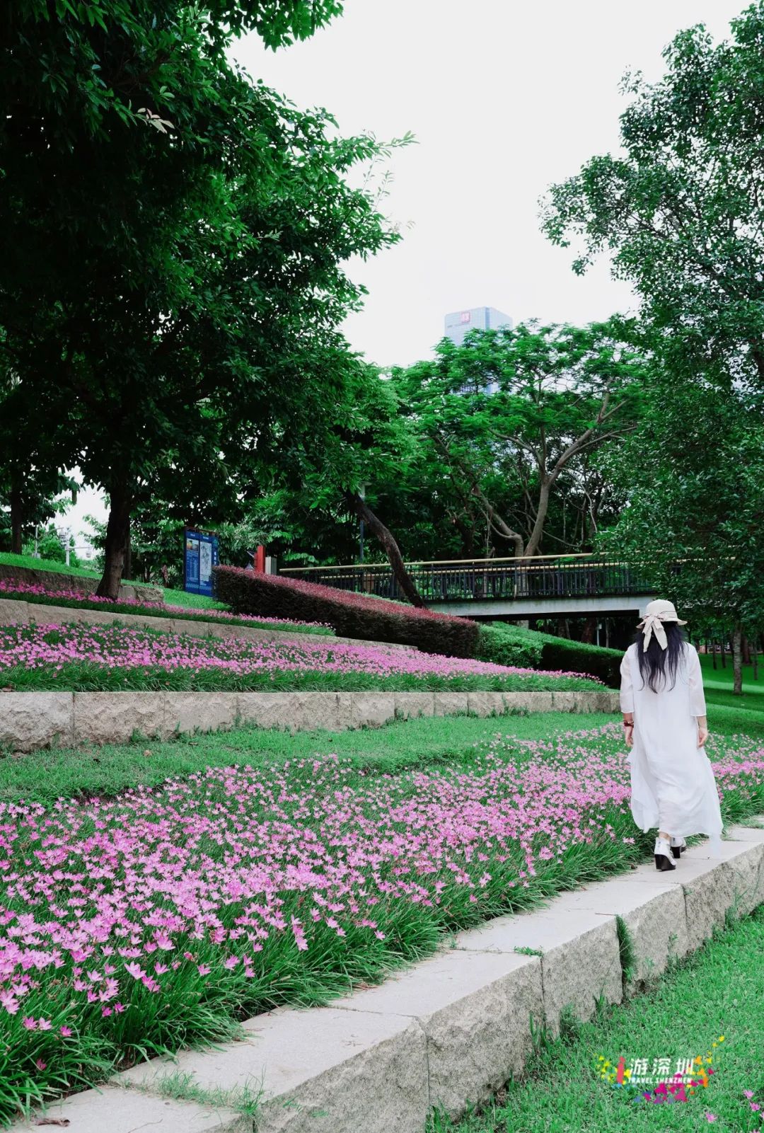 花漾之旅 | 深圳这片粉色梯田花海，藏在市中心的小森林里