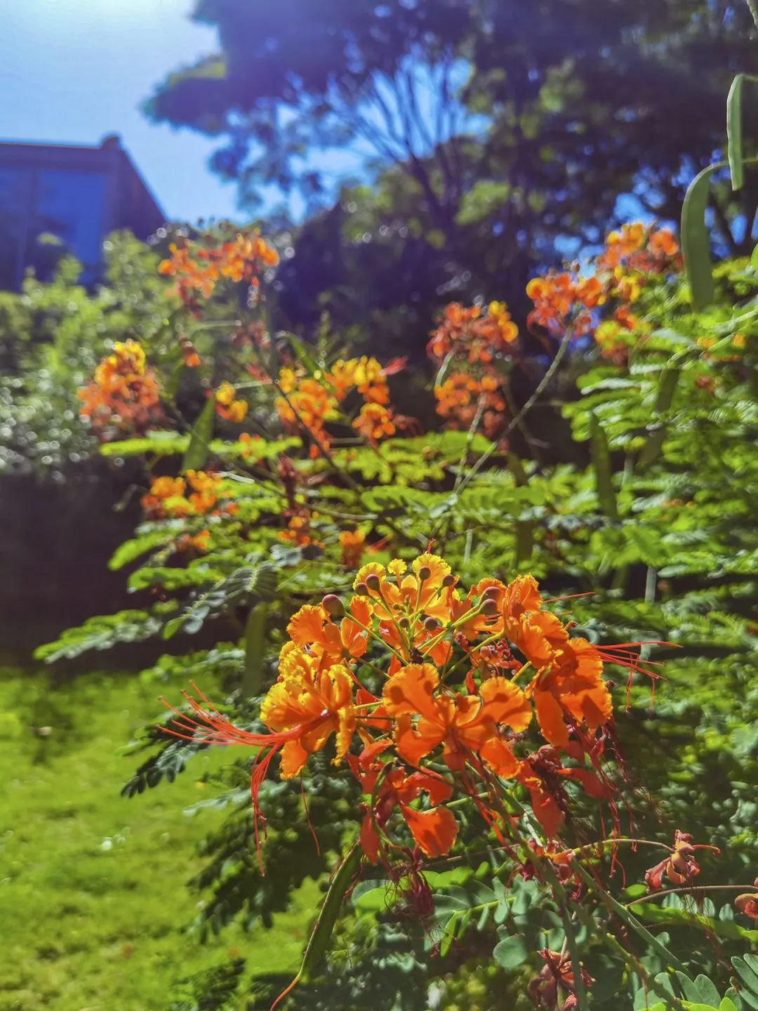 7月花历丨盛夏七月，夏花绚烂满鹏城