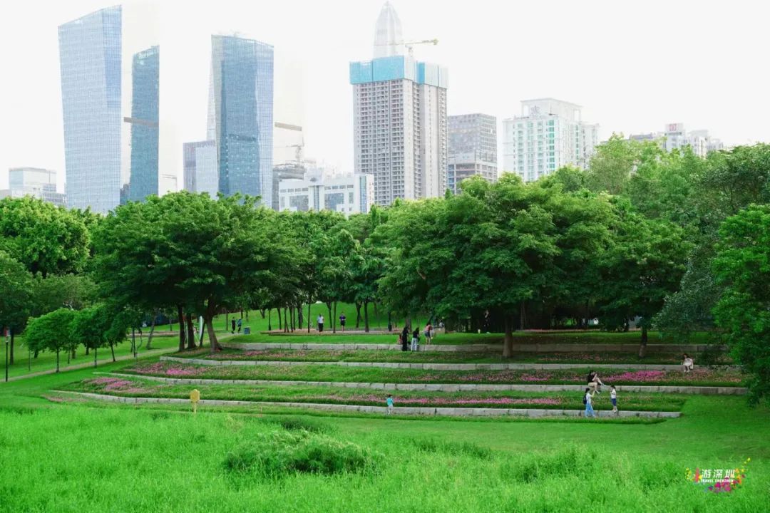 花漾之旅 | 深圳这片粉色梯田花海，藏在市中心的小森林里