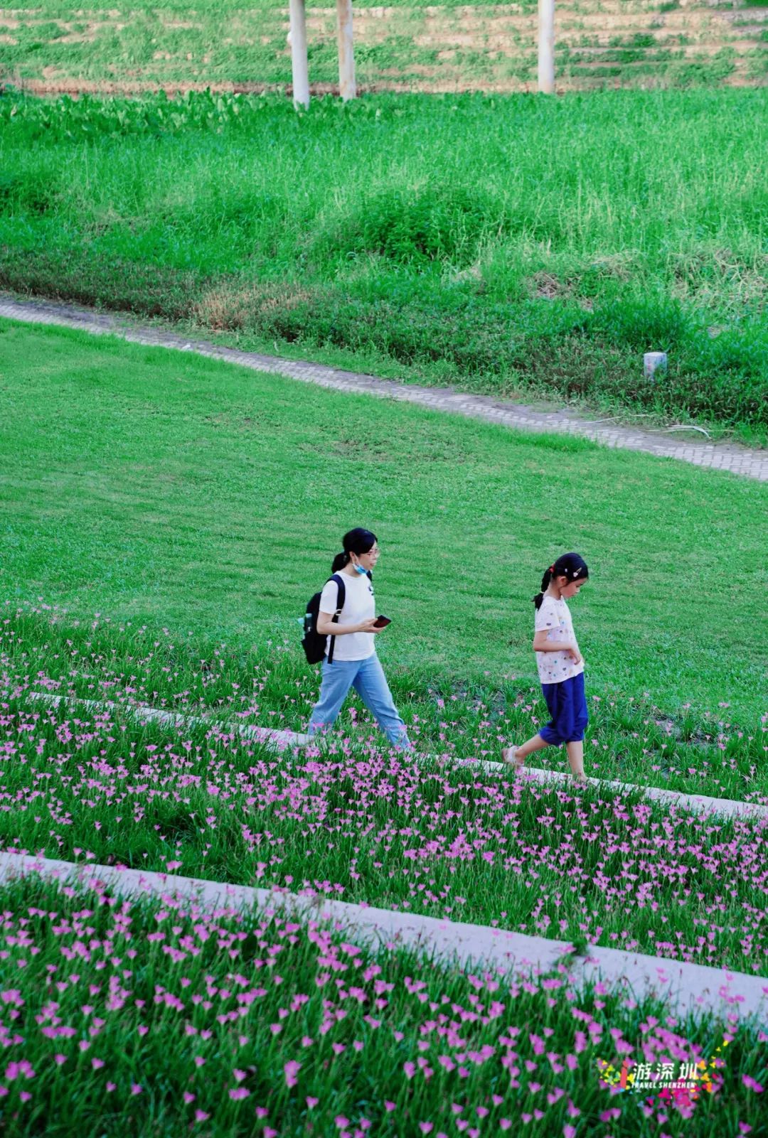 花漾之旅 | 深圳这片粉色梯田花海，藏在市中心的小森林里