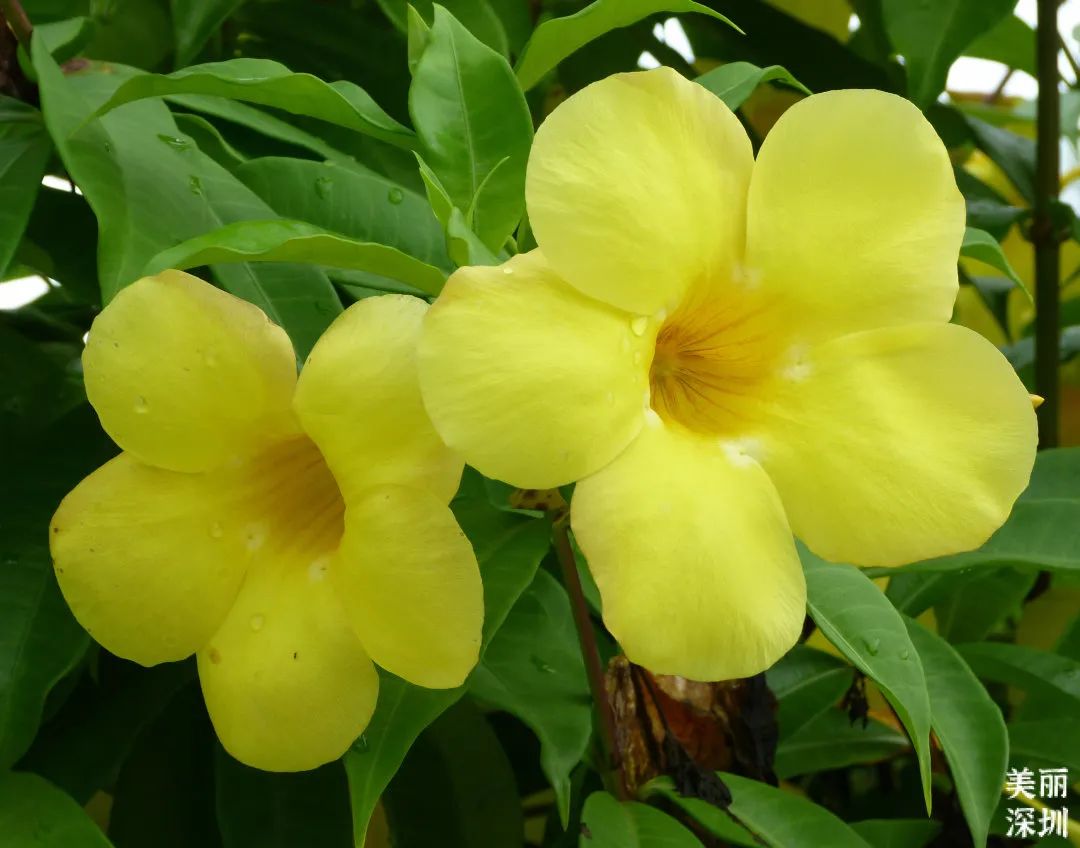 10月花历 | 金秋十月，各色秋花争奇斗艳