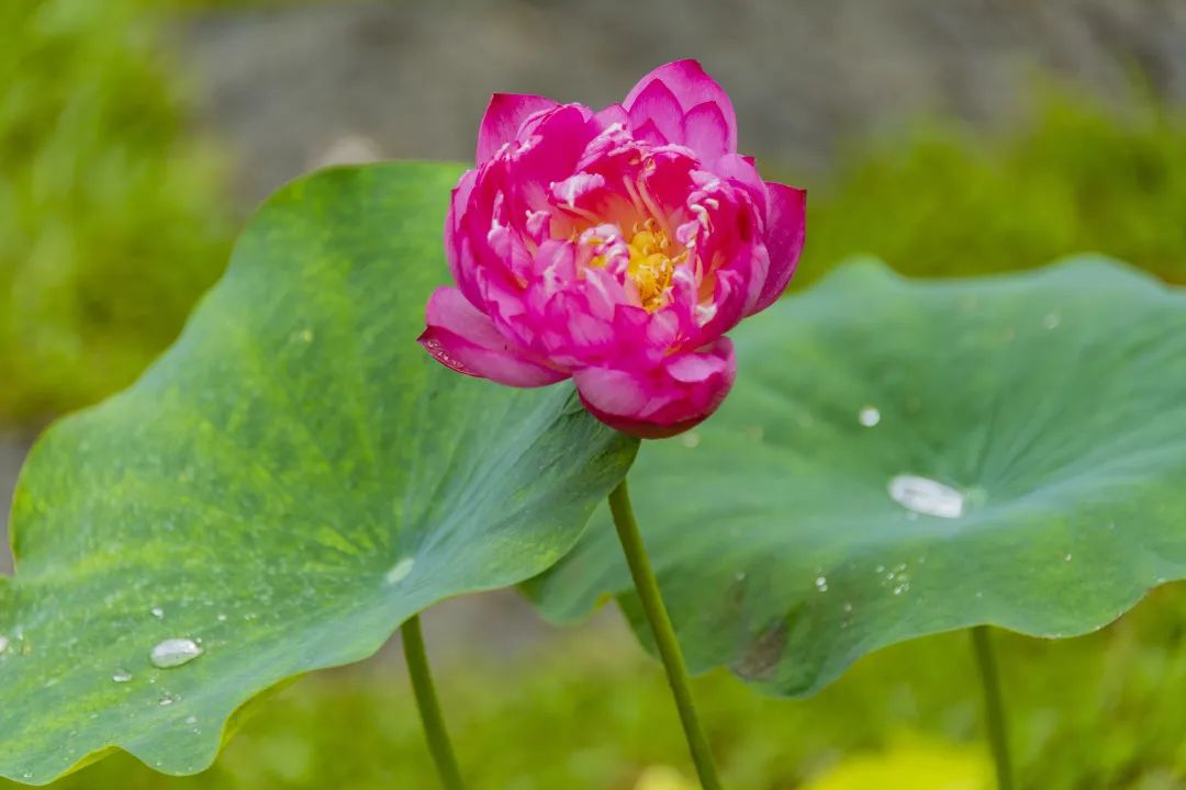 7月花历丨盛夏七月，夏花绚烂满鹏城