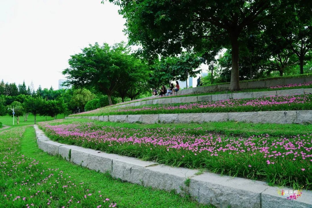 花漾之旅 | 深圳这片粉色梯田花海，藏在市中心的小森林里