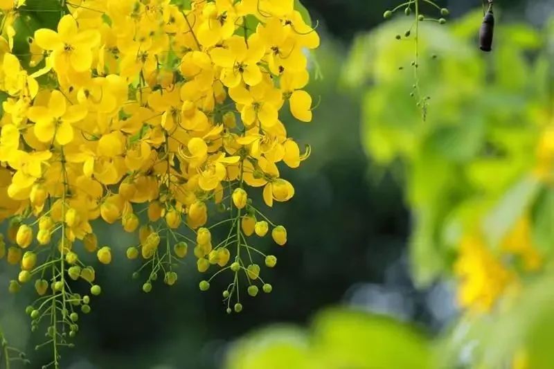 7月花历丨盛夏七月，夏花绚烂满鹏城