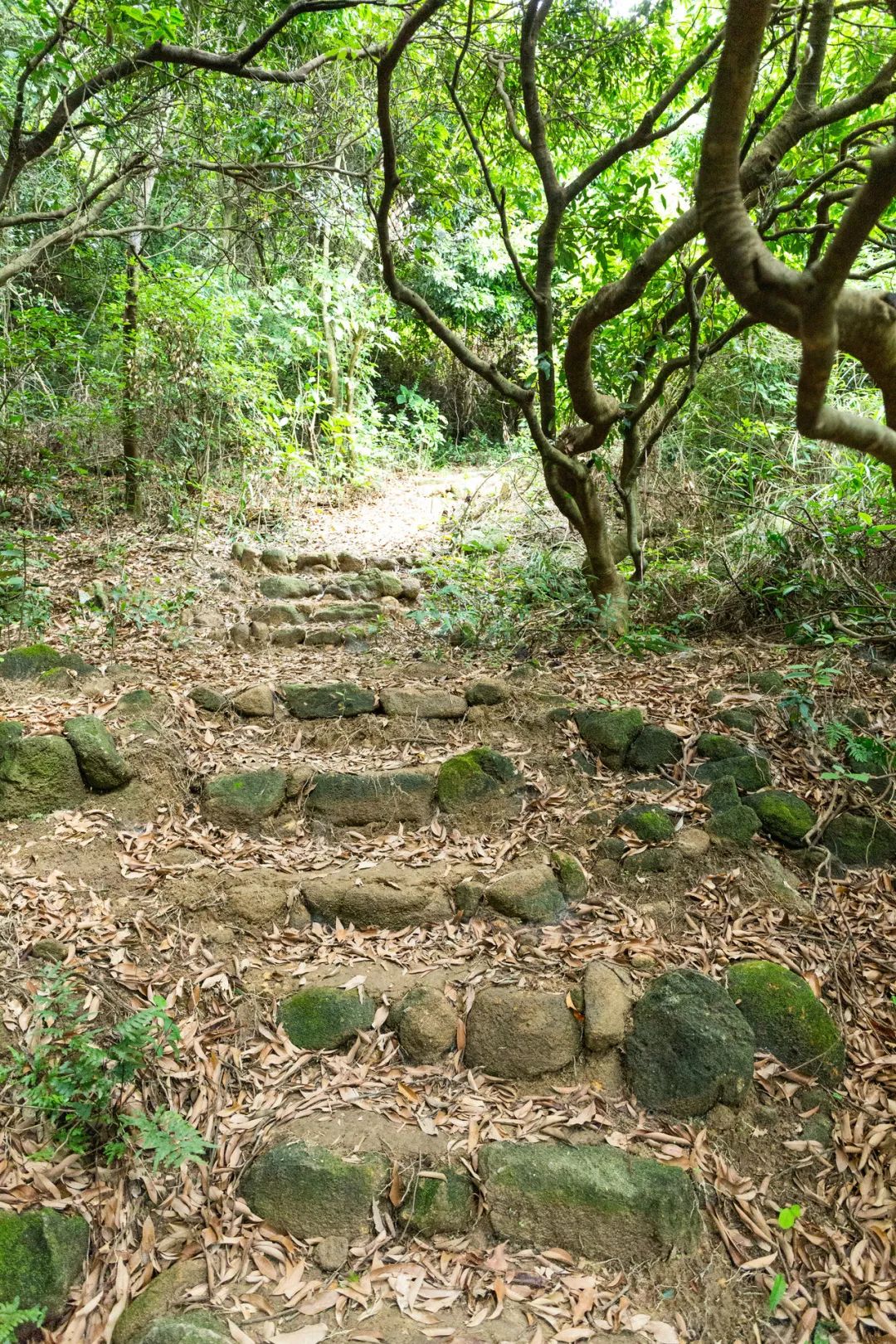 好消息！深圳首条山海通廊全线贯通