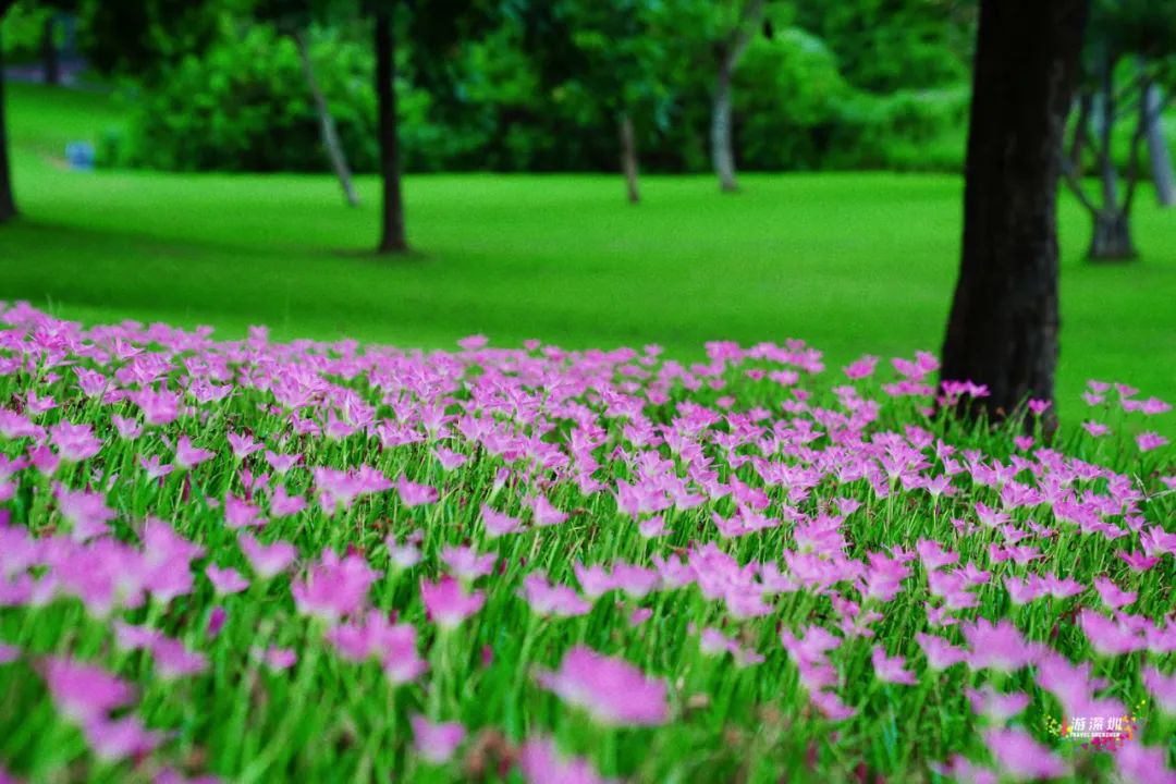 花漾之旅 | 深圳这片粉色梯田花海，藏在市中心的小森林里