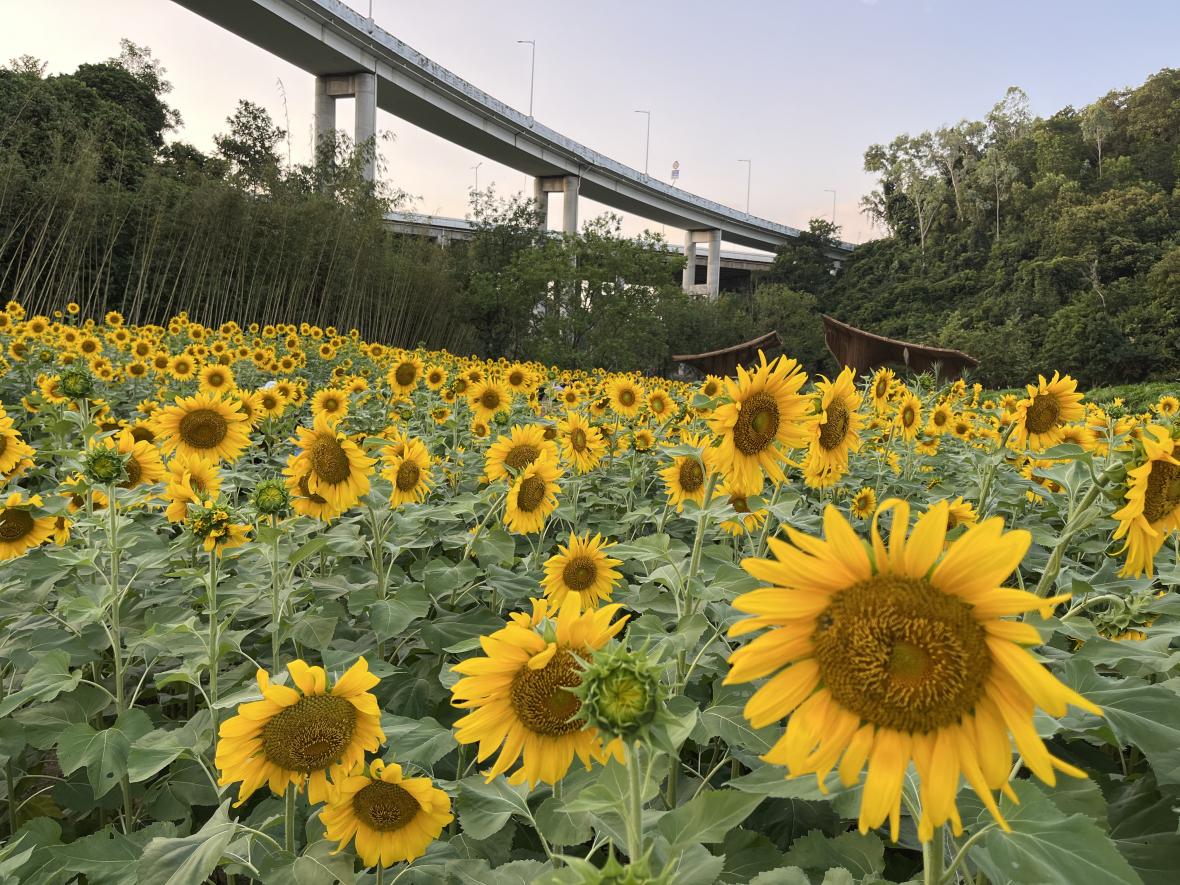 这个十月，波斯菊、向日葵绚烂满谷~~