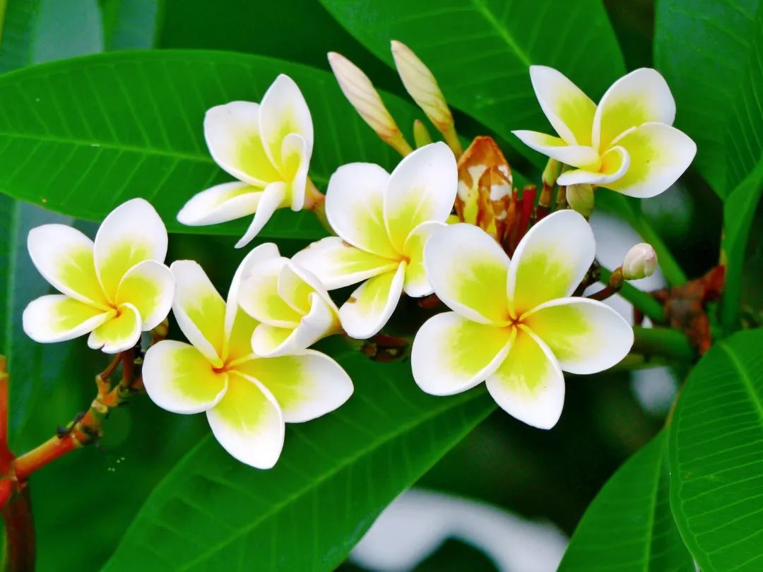 7月花历丨盛夏七月，夏花绚烂满鹏城