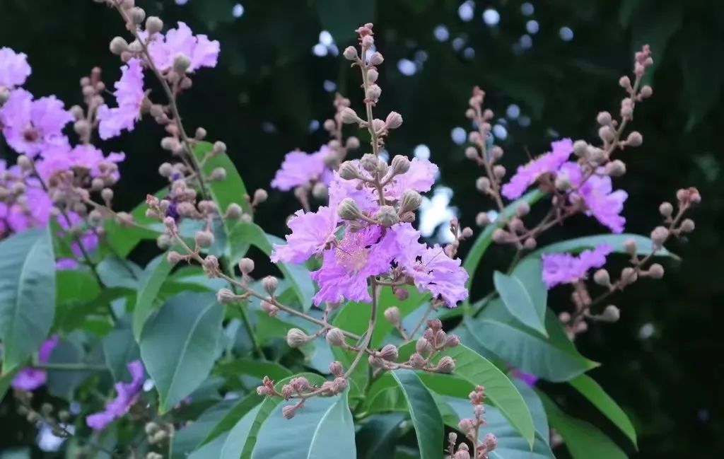 7月花历丨盛夏七月，夏花绚烂满鹏城