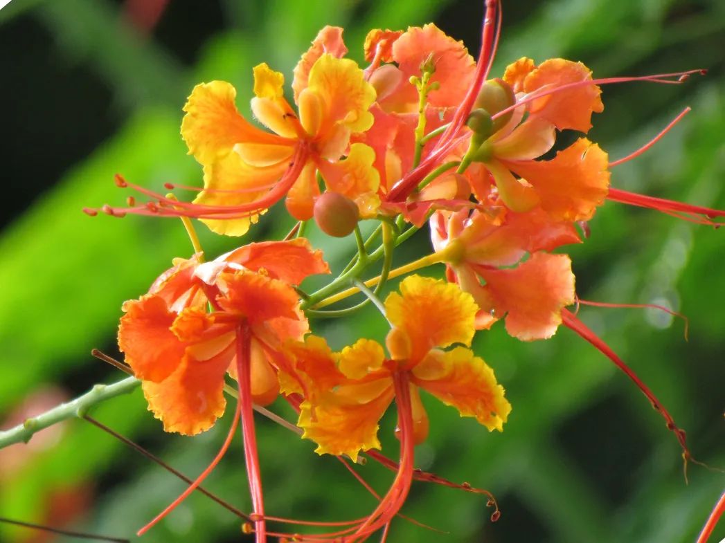 7月花历丨盛夏七月，夏花绚烂满鹏城