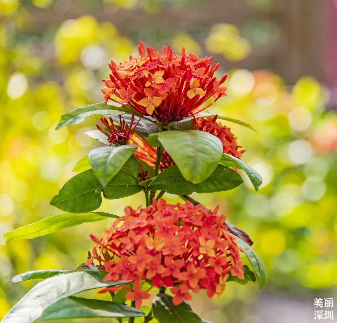 9月花历 | 愿美好如期而至，你好，九月！