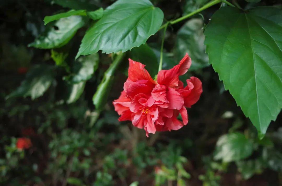 7月花历丨盛夏七月，夏花绚烂满鹏城