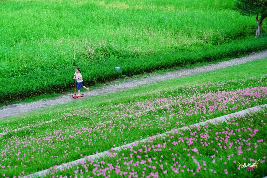 花漾之旅 | 深圳这片粉色梯田花海，藏在市中心的小森林里