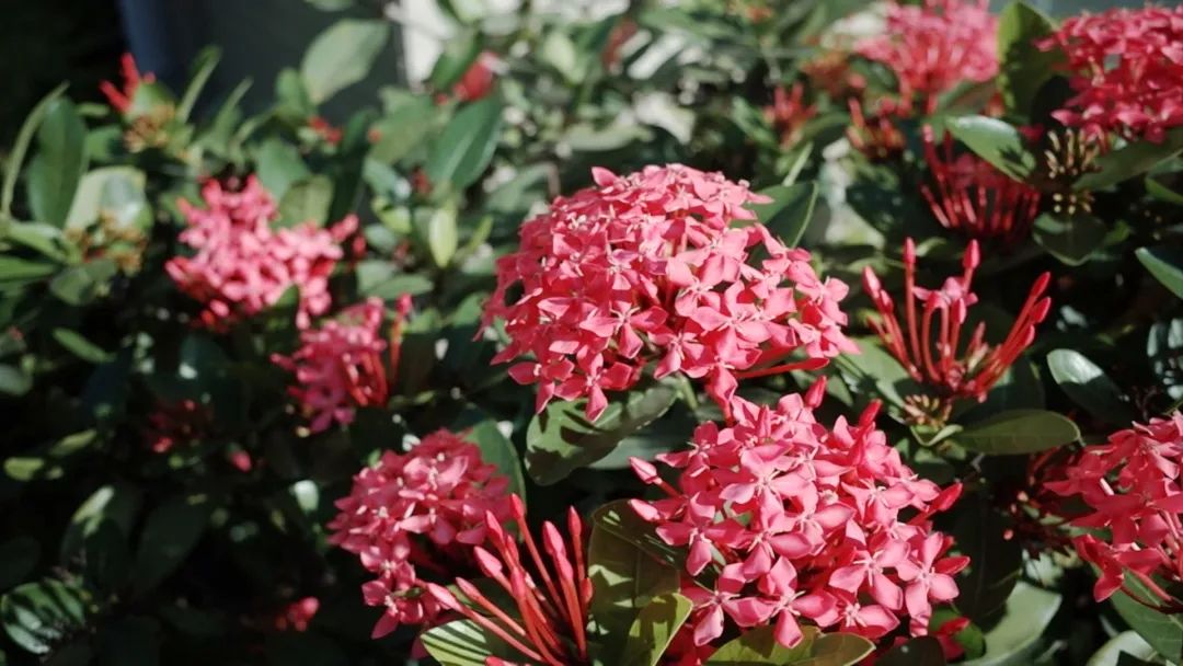 7月花历丨盛夏七月，夏花绚烂满鹏城