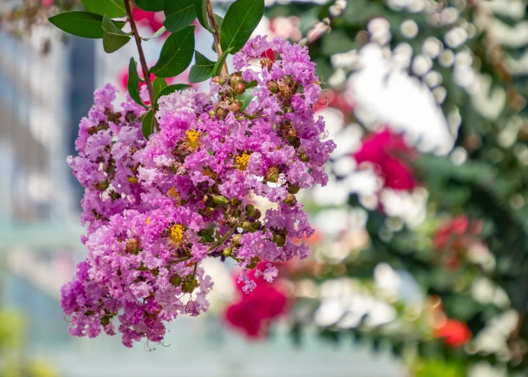 7月花历丨盛夏七月，夏花绚烂满鹏城