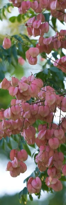 10月花历 | 金秋十月，各色秋花争奇斗艳