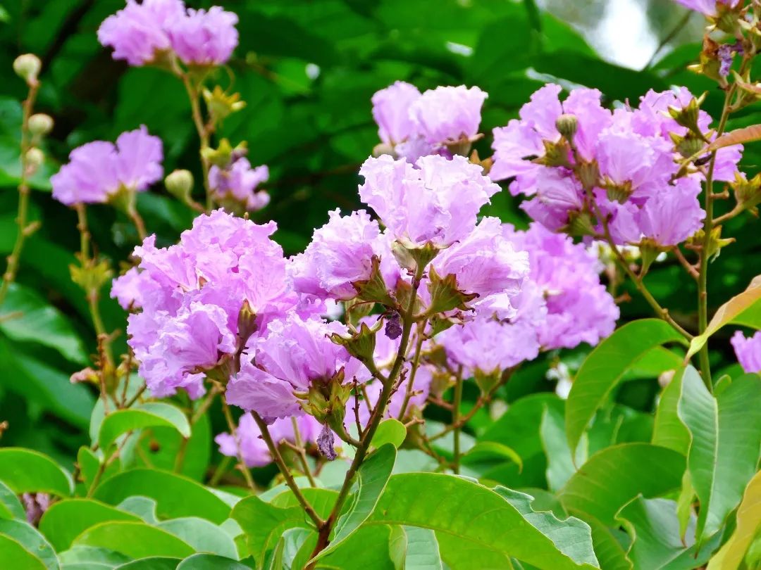 7月花历丨盛夏七月，夏花绚烂满鹏城