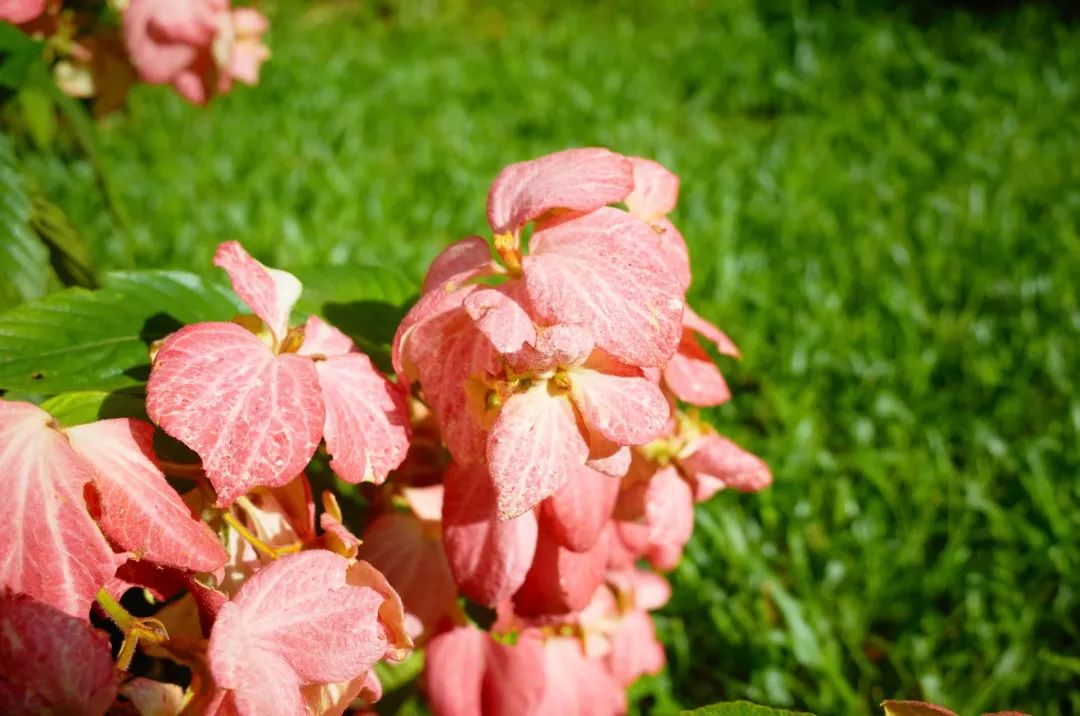 7月花历丨盛夏七月，夏花绚烂满鹏城