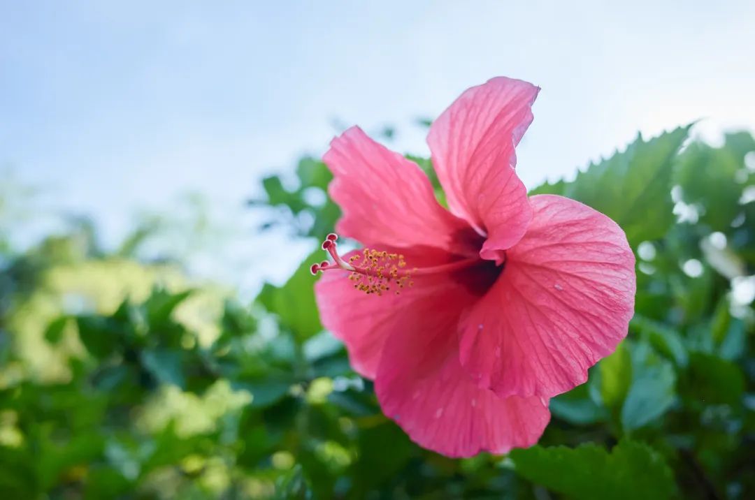 7月花历丨盛夏七月，夏花绚烂满鹏城