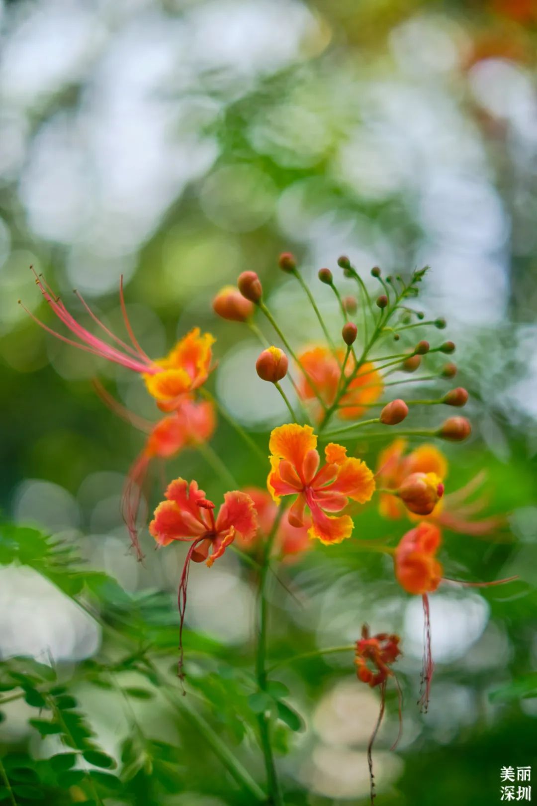 9月花历 | 愿美好如期而至，你好，九月！