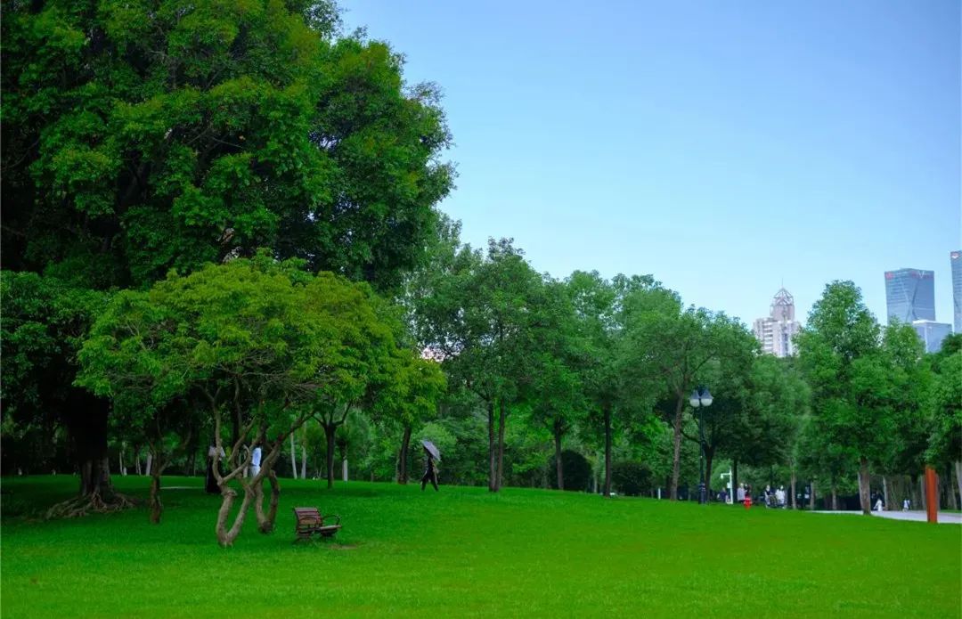 花漾之旅 | 深圳这片粉色梯田花海，藏在市中心的小森林里