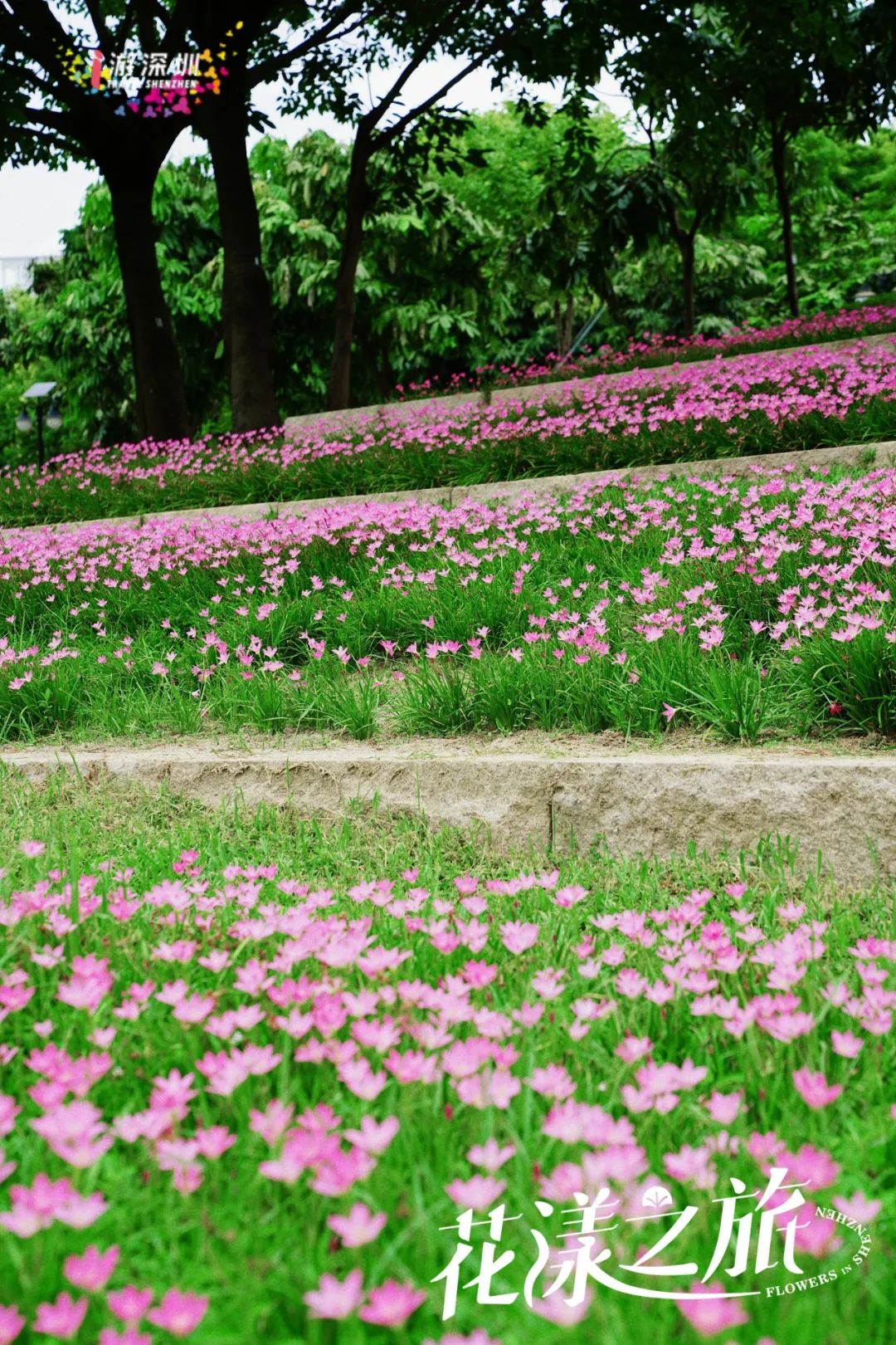 花漾之旅 | 深圳这片粉色梯田花海，藏在市中心的小森林里