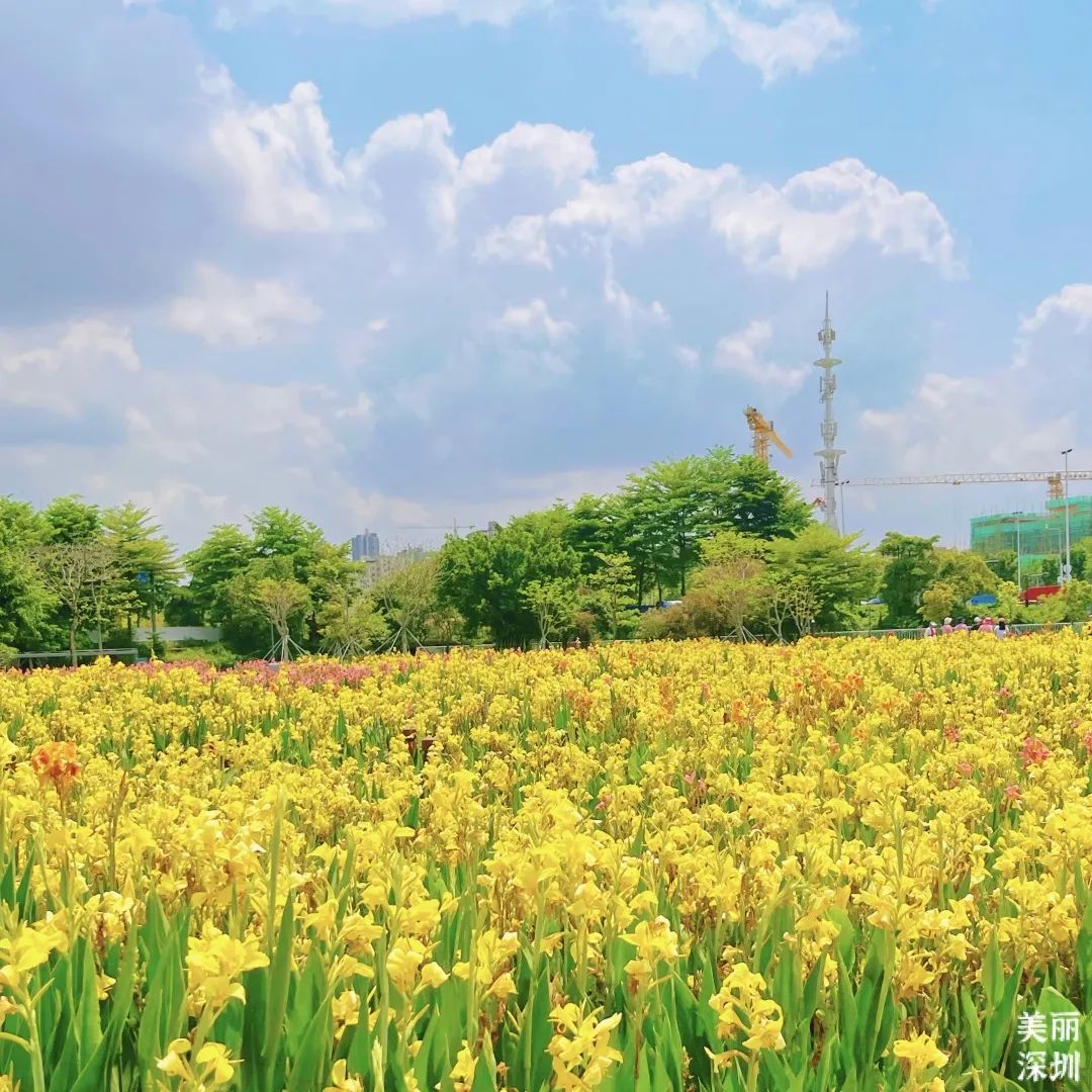 深圳这里8000㎡花海惊艳绽放，颜值爆表！花期将持续至……