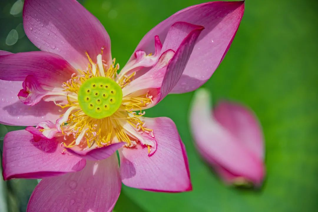 7月花历丨盛夏七月，夏花绚烂满鹏城