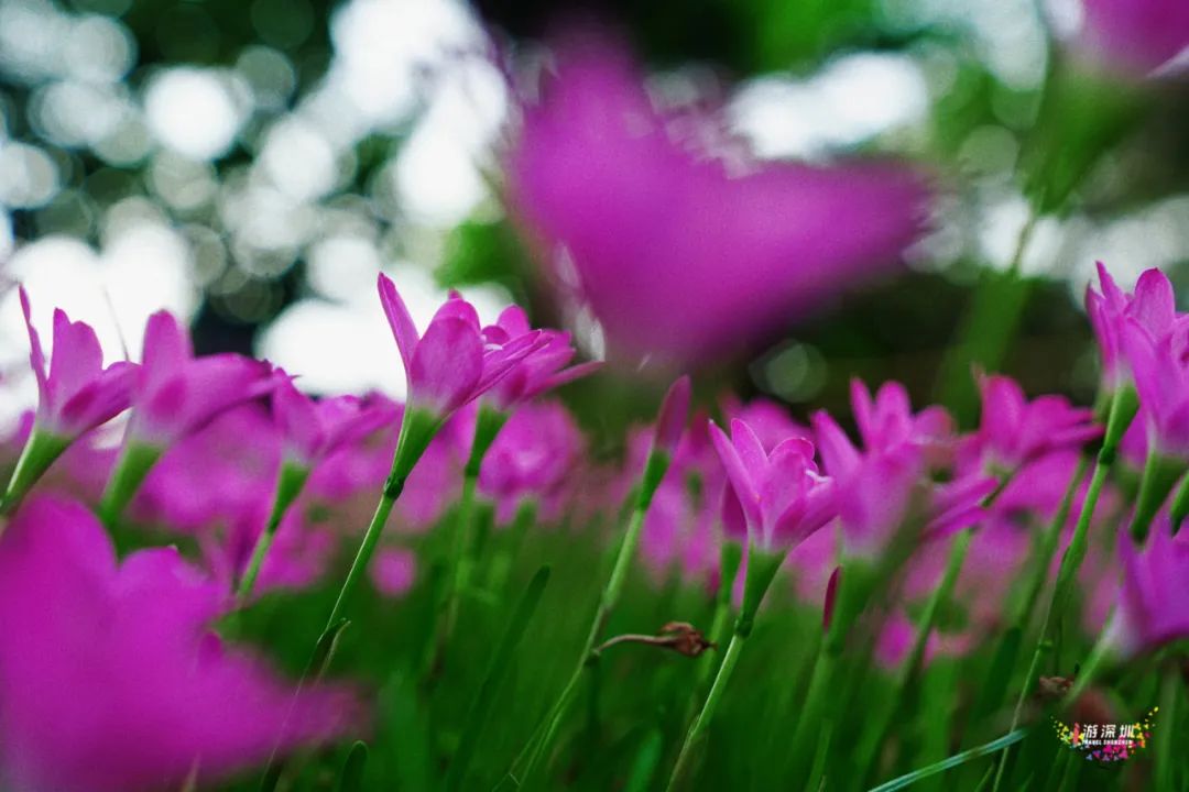 花漾之旅 | 深圳这片粉色梯田花海，藏在市中心的小森林里