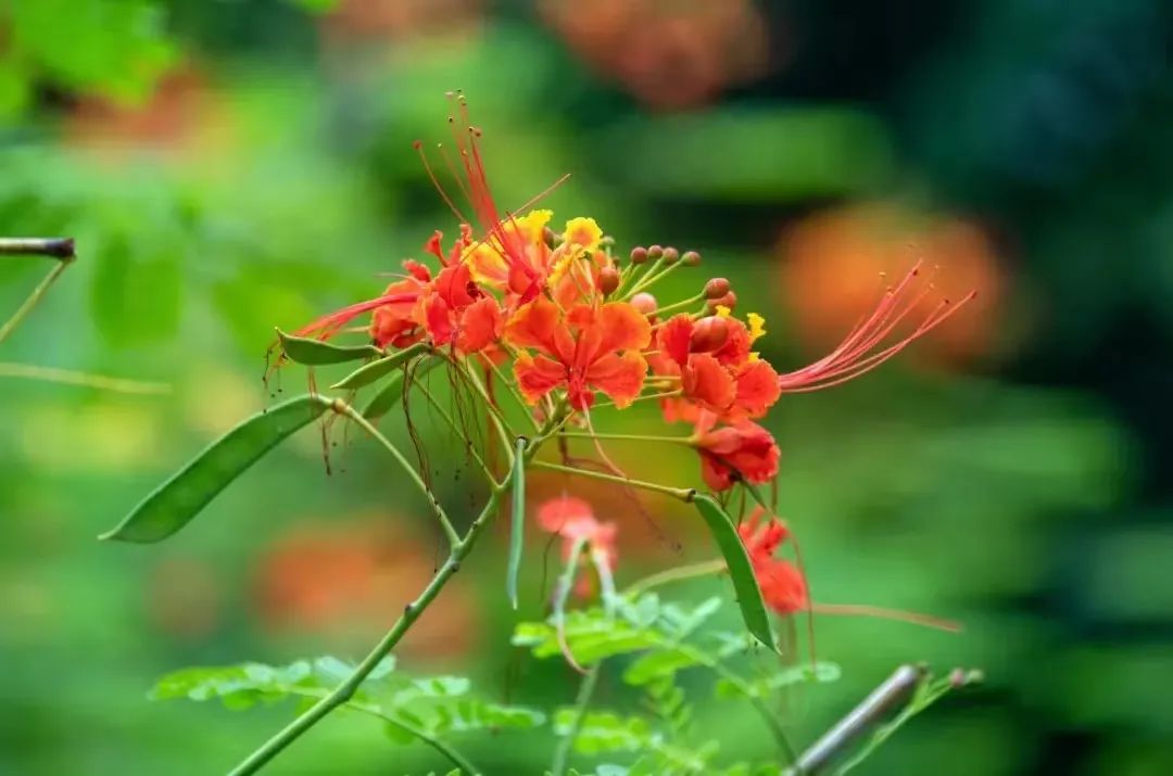 7月花历丨盛夏七月，夏花绚烂满鹏城