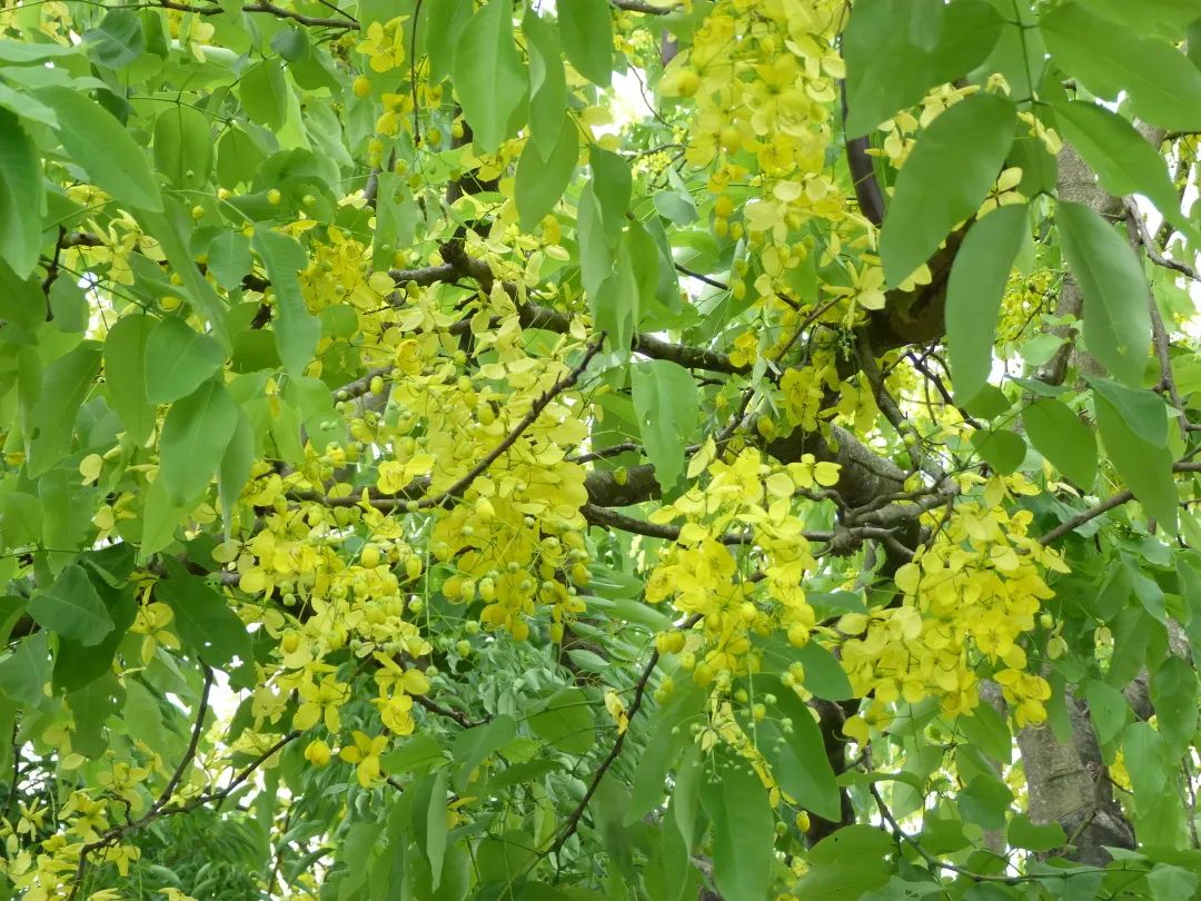 7月花历丨盛夏七月，夏花绚烂满鹏城