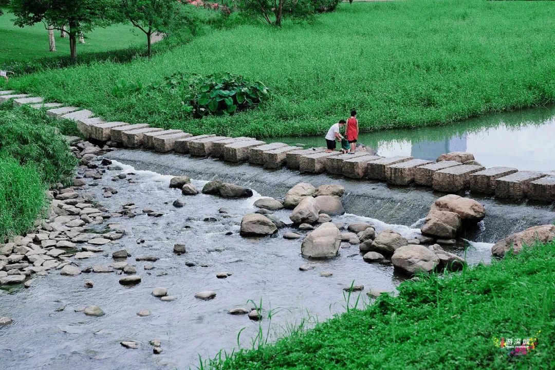 花漾之旅 | 深圳这片粉色梯田花海，藏在市中心的小森林里