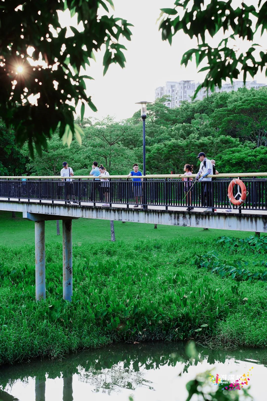 花漾之旅 | 深圳这片粉色梯田花海，藏在市中心的小森林里