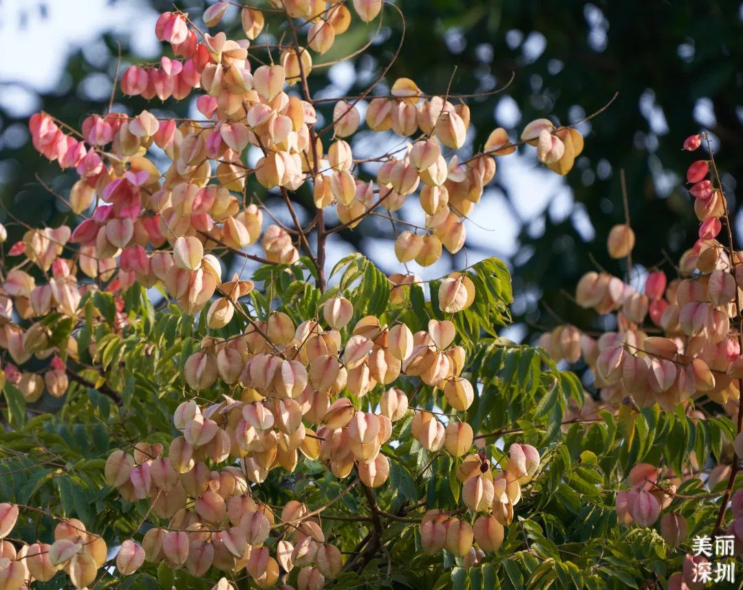 10月花历 | 金秋十月，各色秋花争奇斗艳