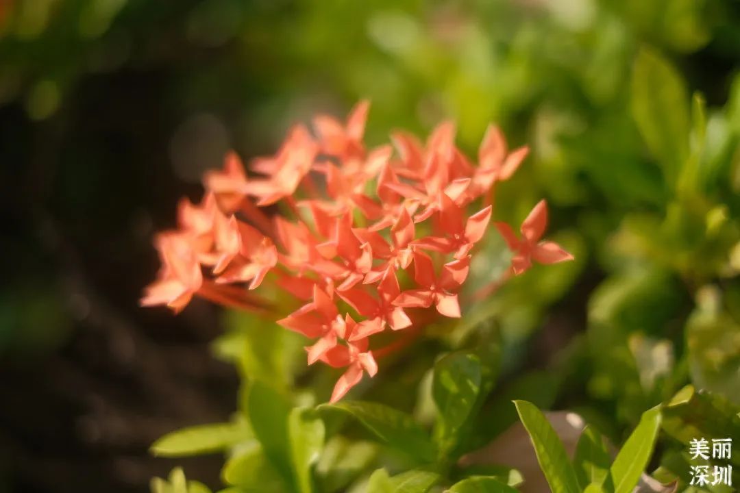 9月花历 | 愿美好如期而至，你好，九月！