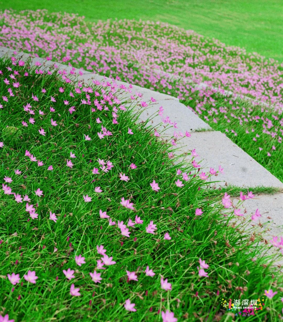 花漾之旅 | 深圳这片粉色梯田花海，藏在市中心的小森林里