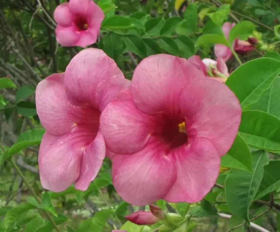 7月花历丨盛夏七月，夏花绚烂满鹏城