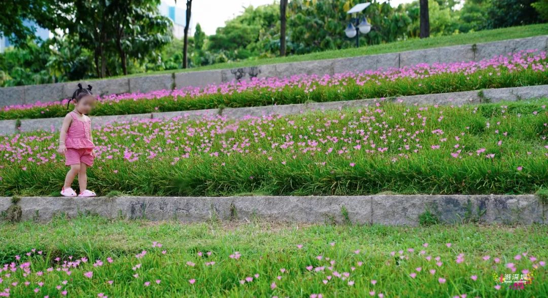 花漾之旅 | 深圳这片粉色梯田花海，藏在市中心的小森林里