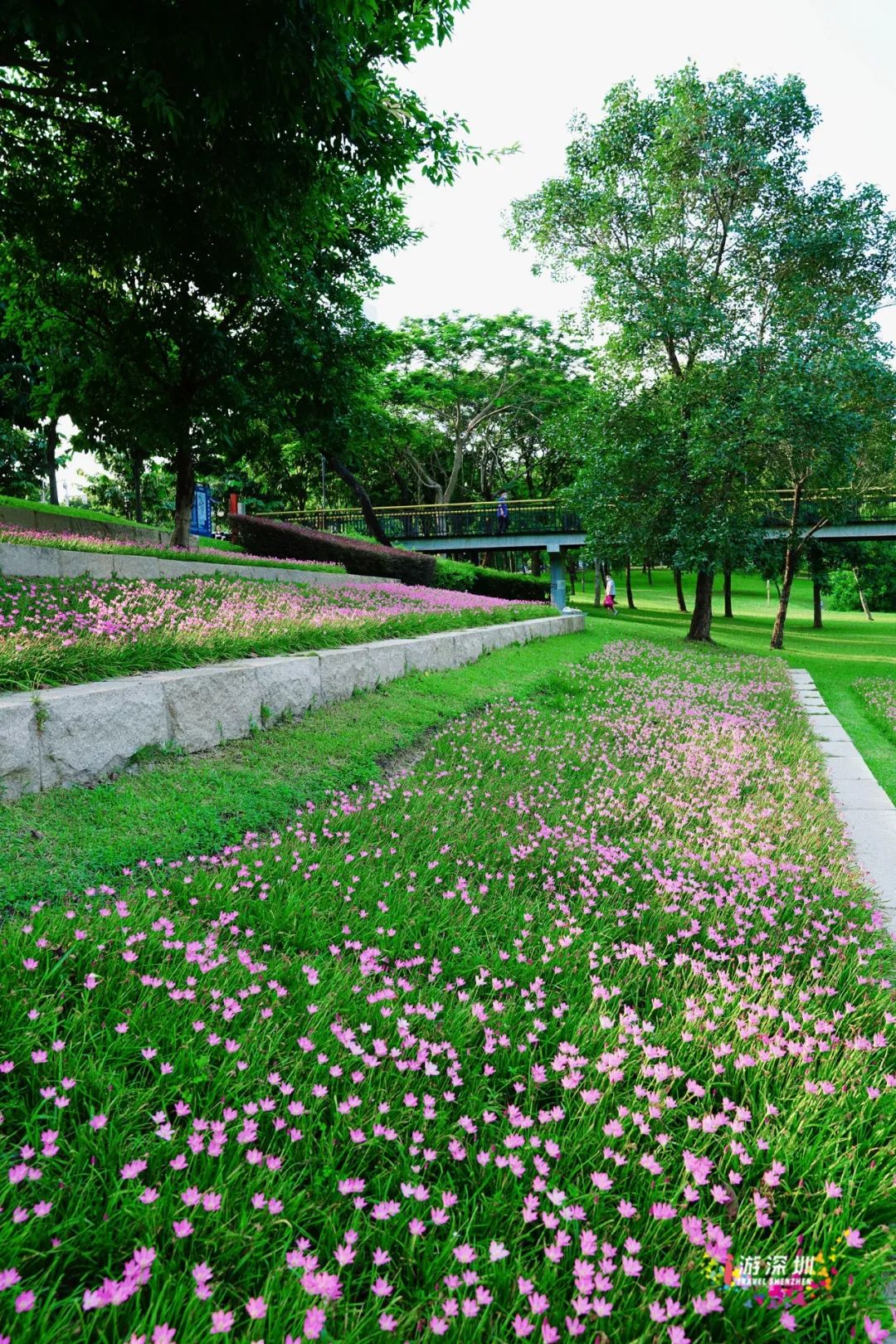 花漾之旅 | 深圳这片粉色梯田花海，藏在市中心的小森林里