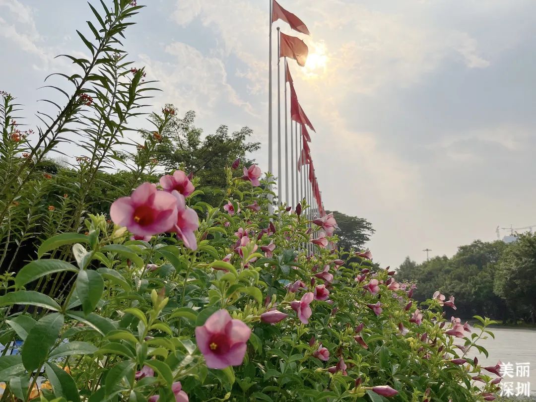 10月花历 | 金秋十月，各色秋花争奇斗艳