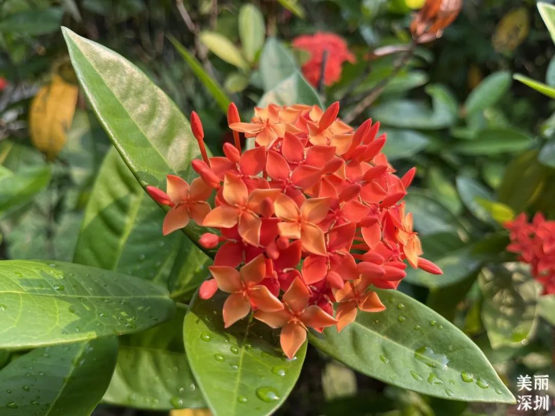 10月花历 | 金秋十月，各色秋花争奇斗艳